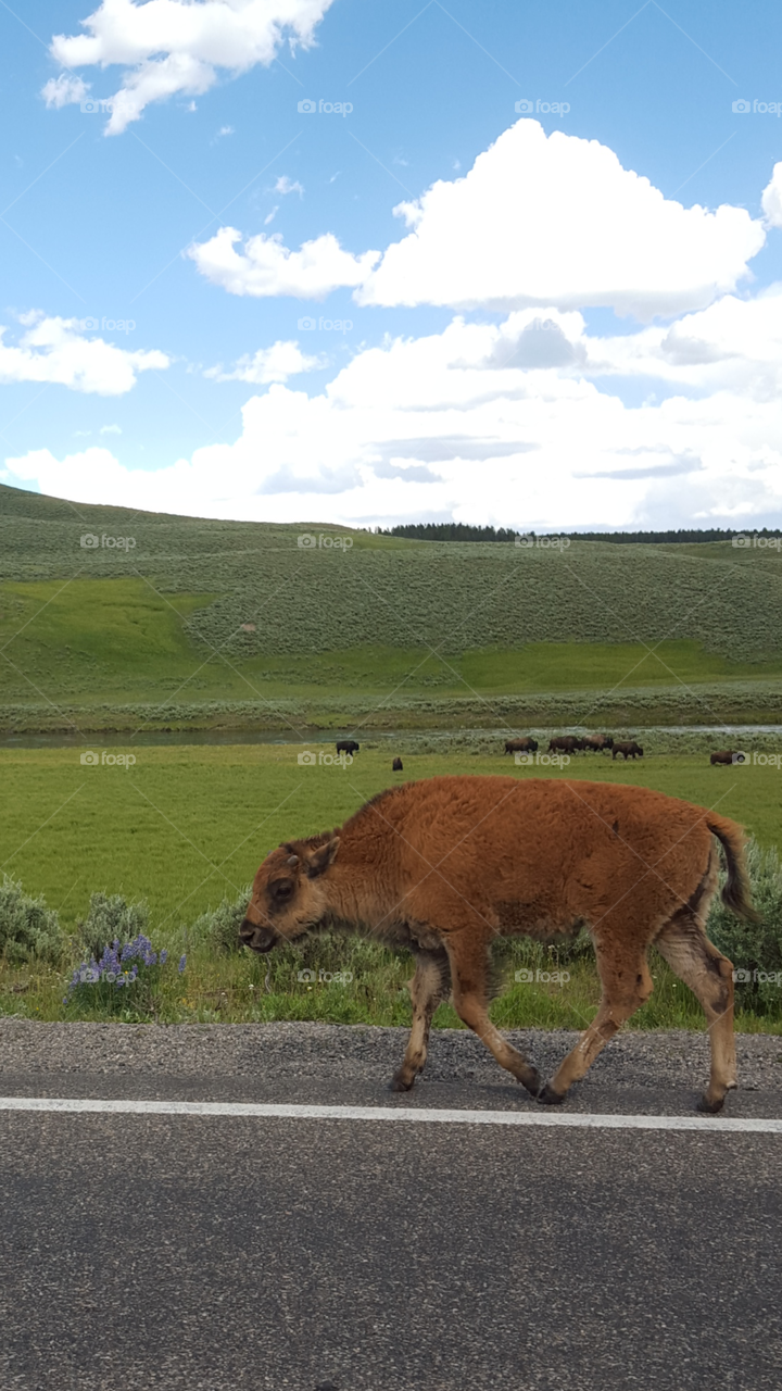 Baby Bison in Yellowstone National Park