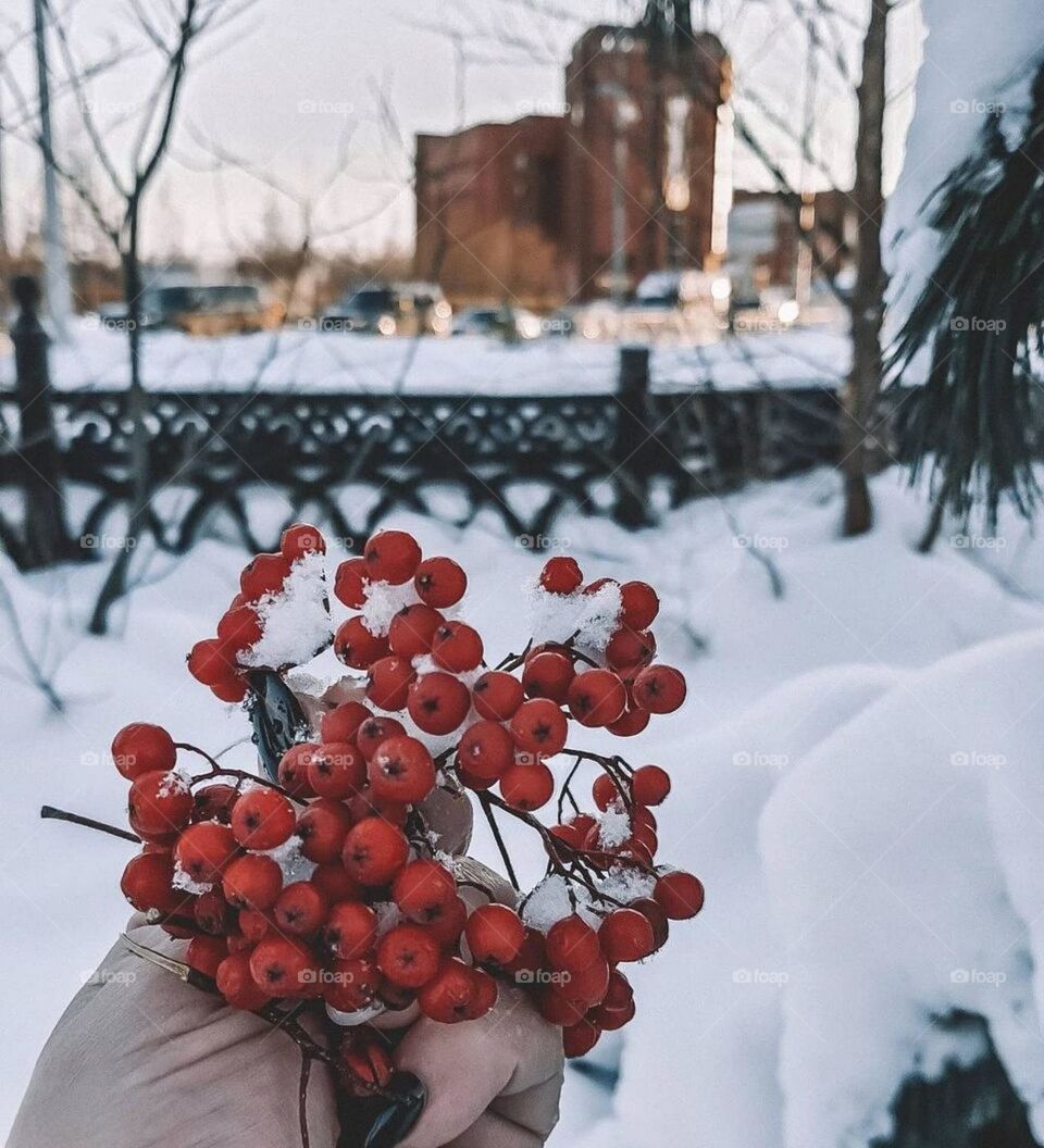 Зимняя Ягода