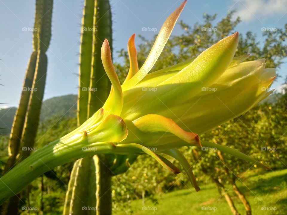 CACTUS, CACTO, KAKTUS BAUM.
