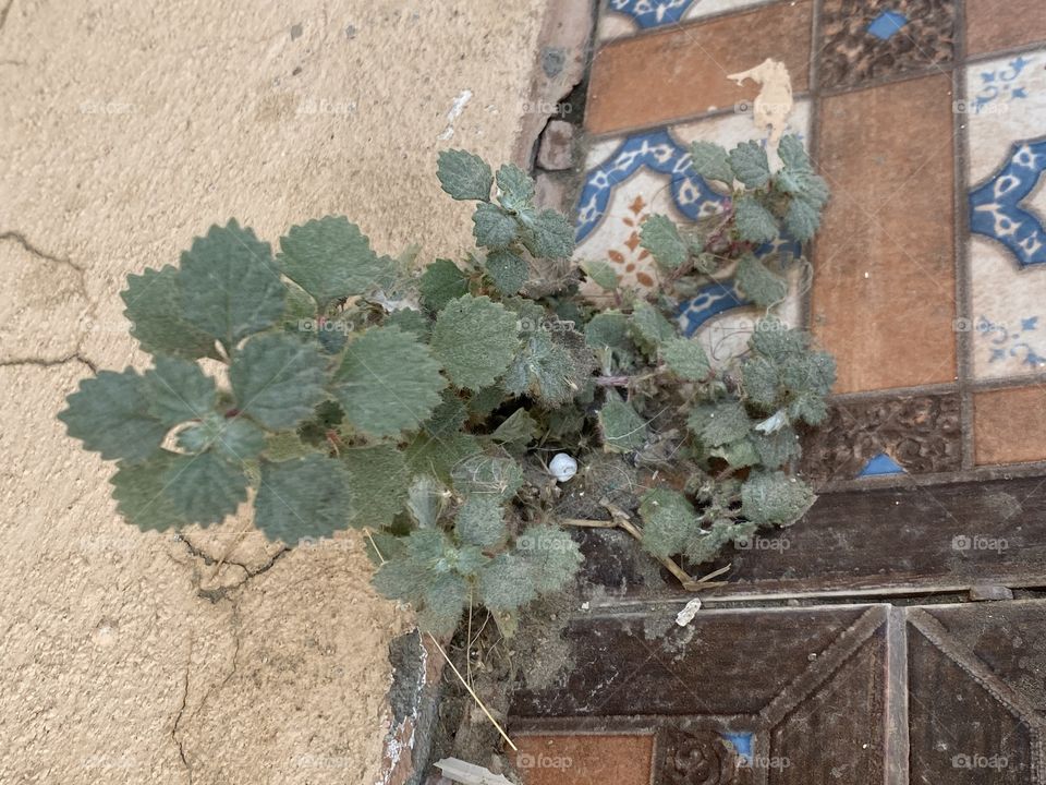 Herbal in my home of taif 🏡