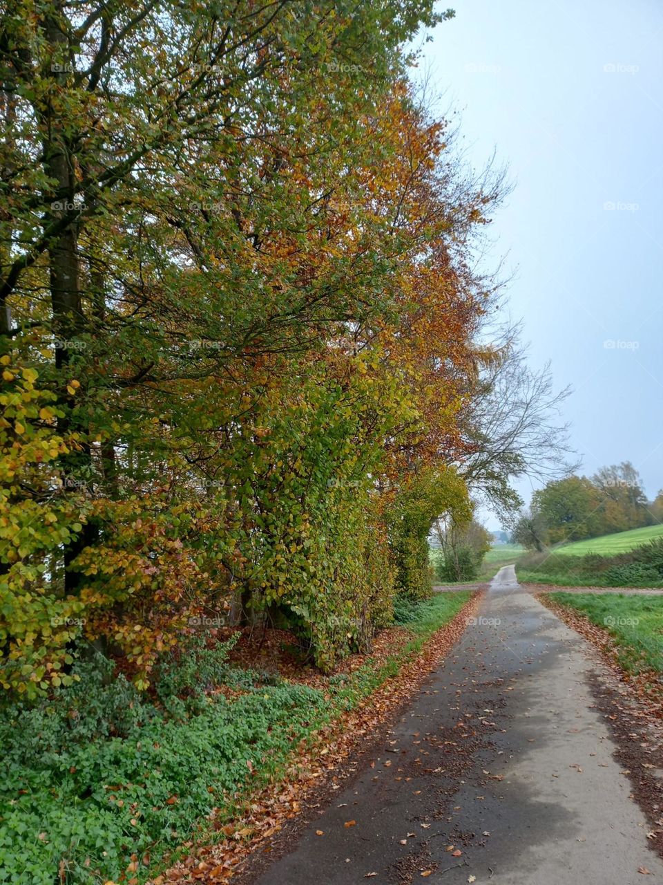 Tree-lined Road in the Countryside