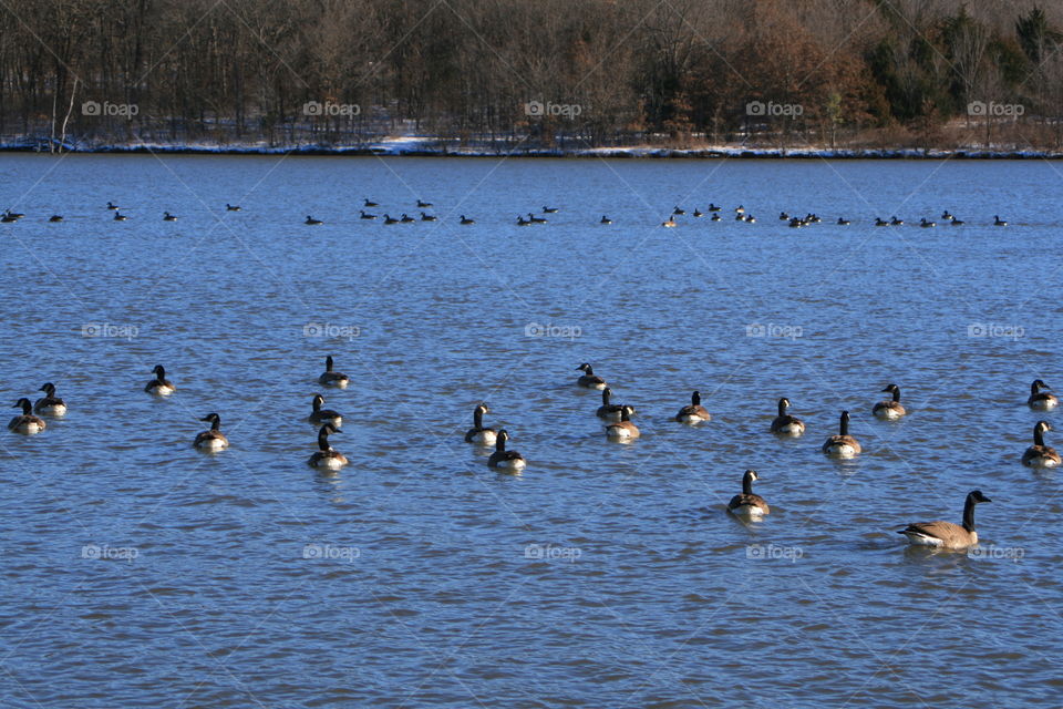 Lake in January 