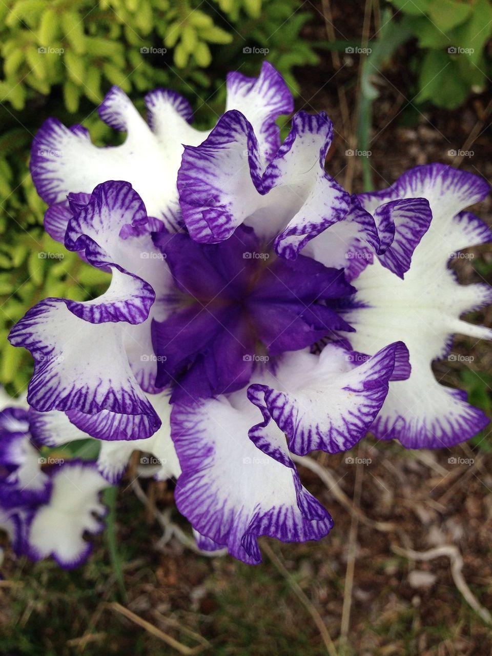Iris