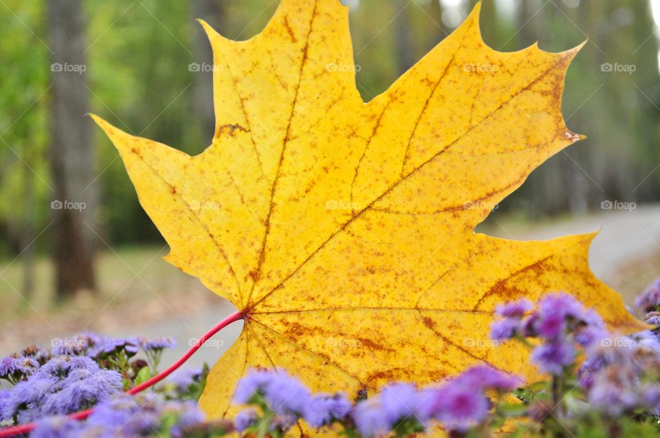 Yellow autumn leaf 