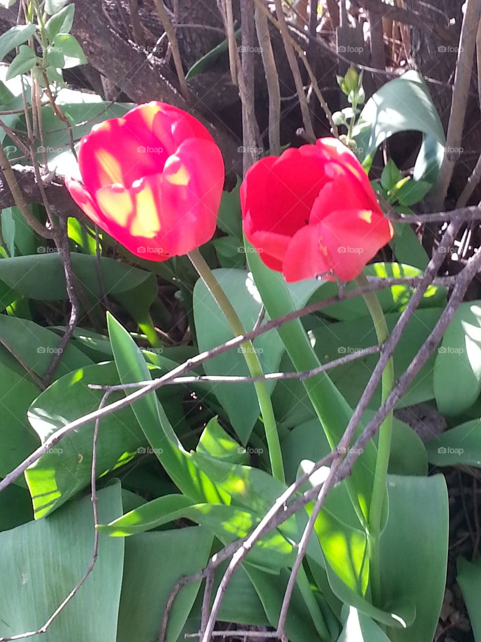 tulips. tulips in bloom