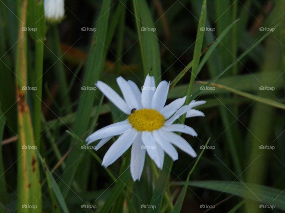 Gänseblümchen auf einer Wiese