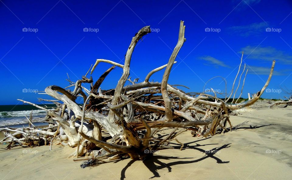 Driftwood. Some driftwood found at the beach