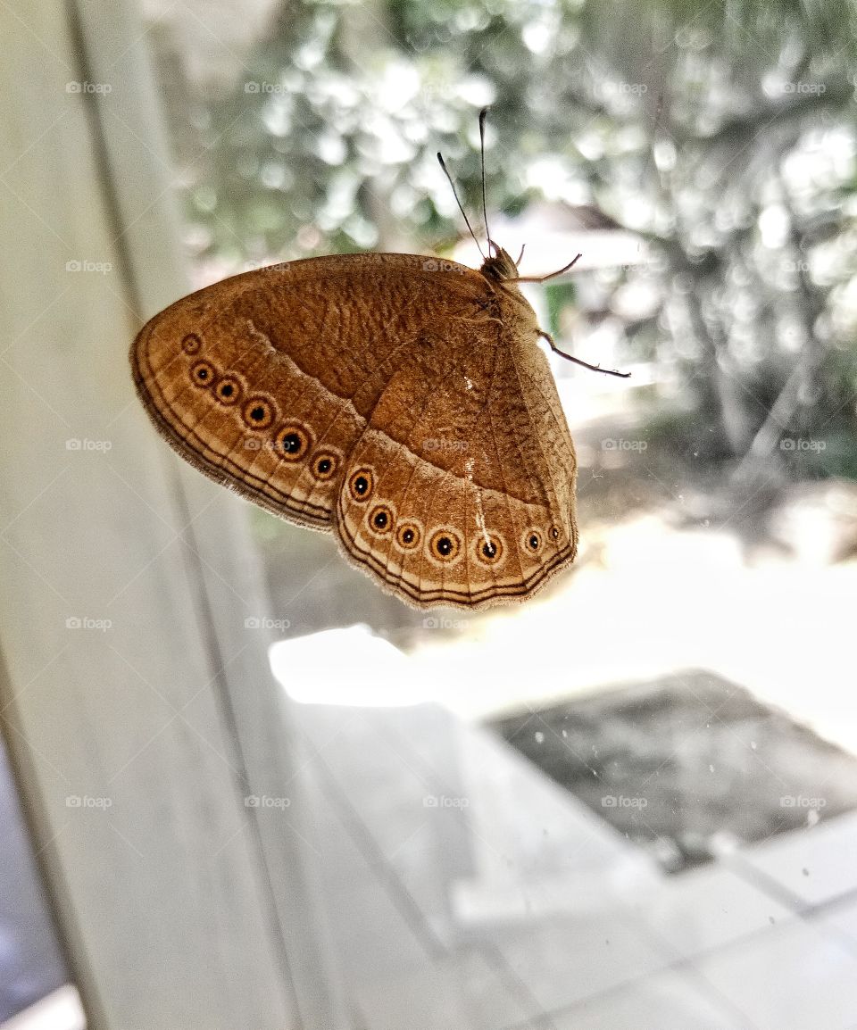 the butterfly perched on the glass of my house.