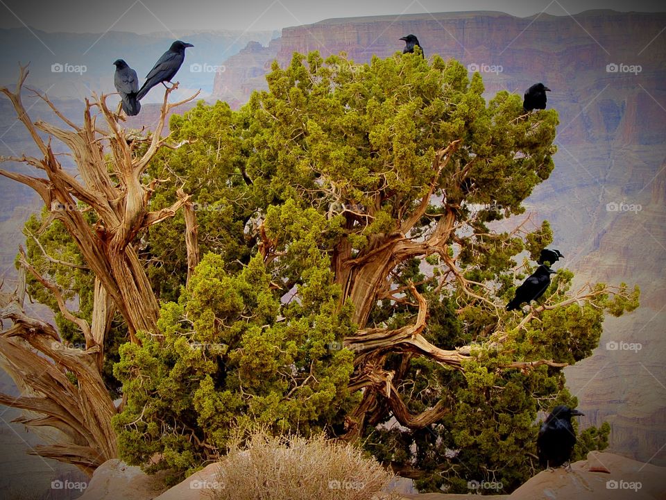 Snapshot taken while enjoying the day exploring the Grand Canyon.