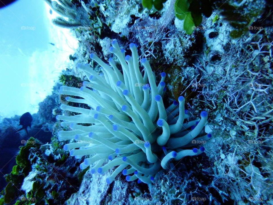 Mexican Anemone