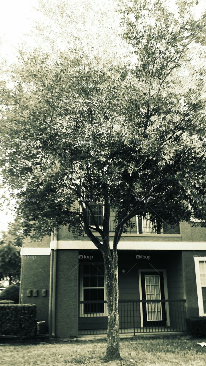 tree along the building