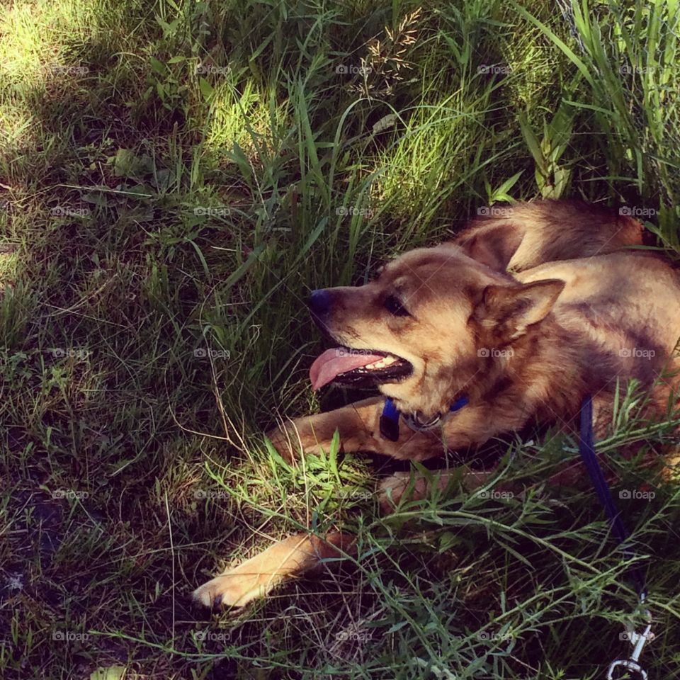 My dog sitting in the wild grasses on the walking trail 