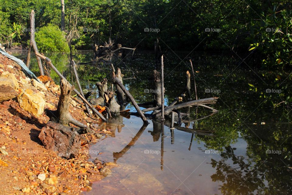 Mangroves at Tuna Bay, Port Moresby