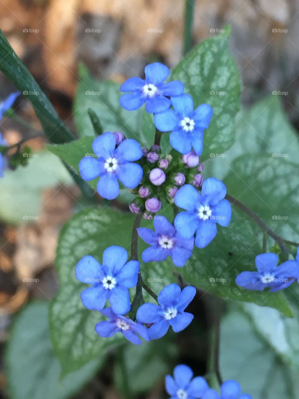 Forget -me- not 