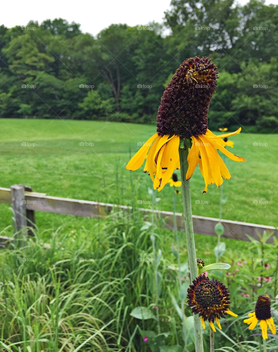 Yellow Flower