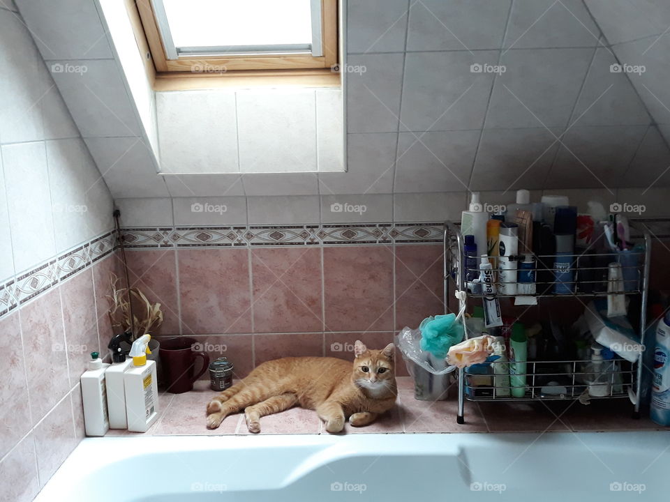 cat in bathroom, take a shower in my bathroom.