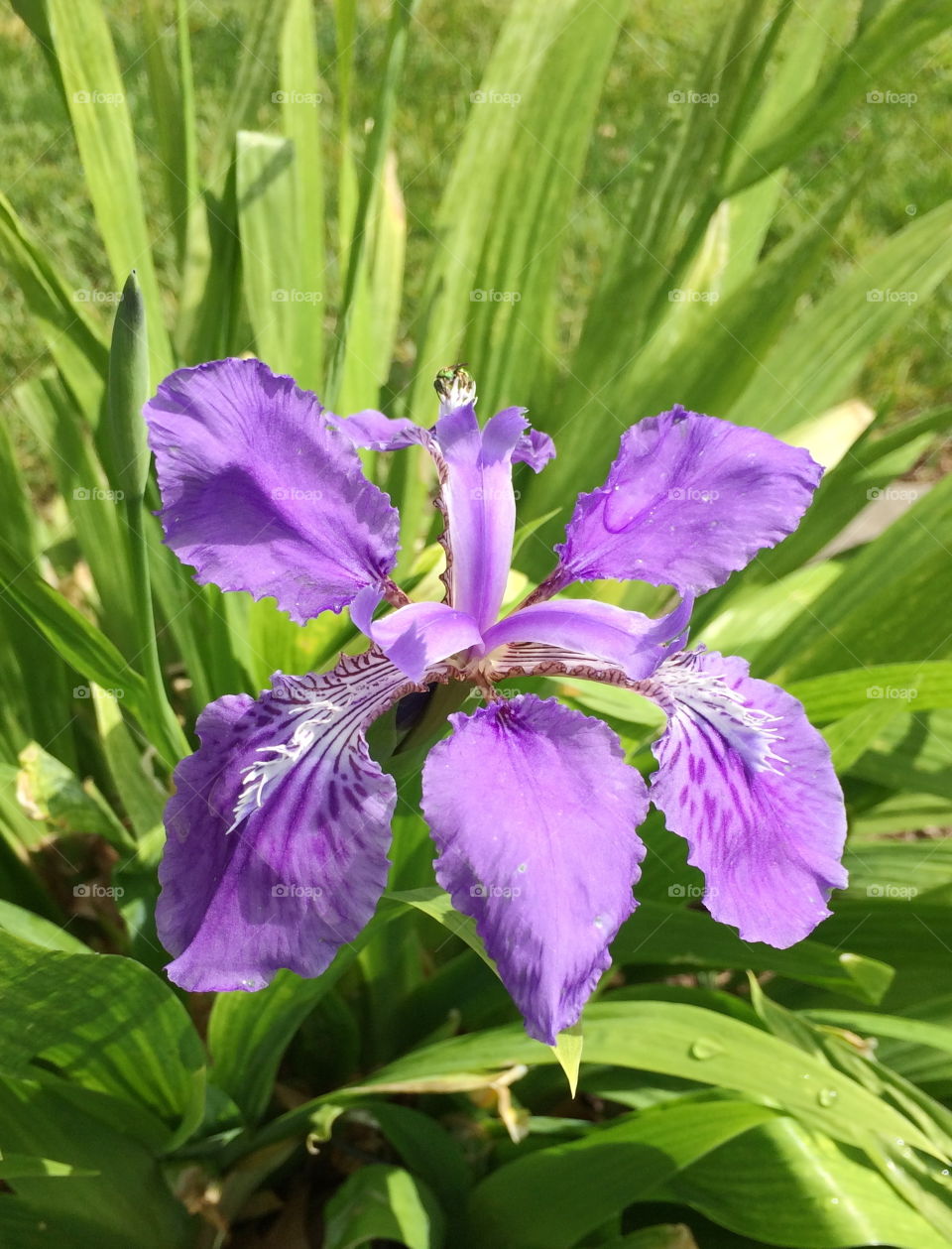 iris flower