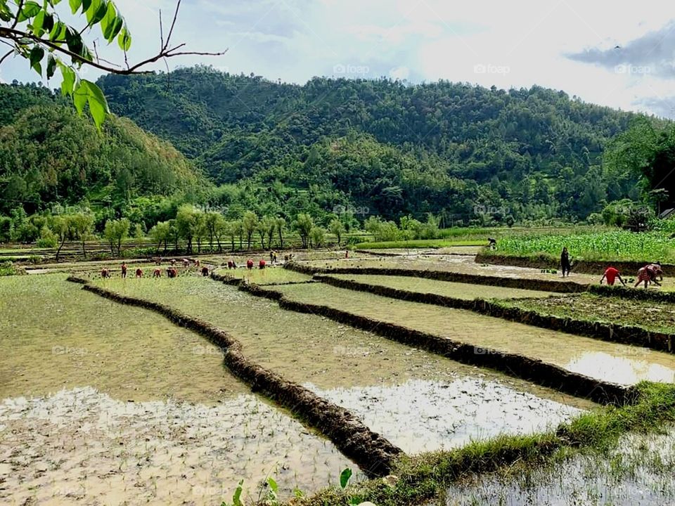 nice,paddy already planted