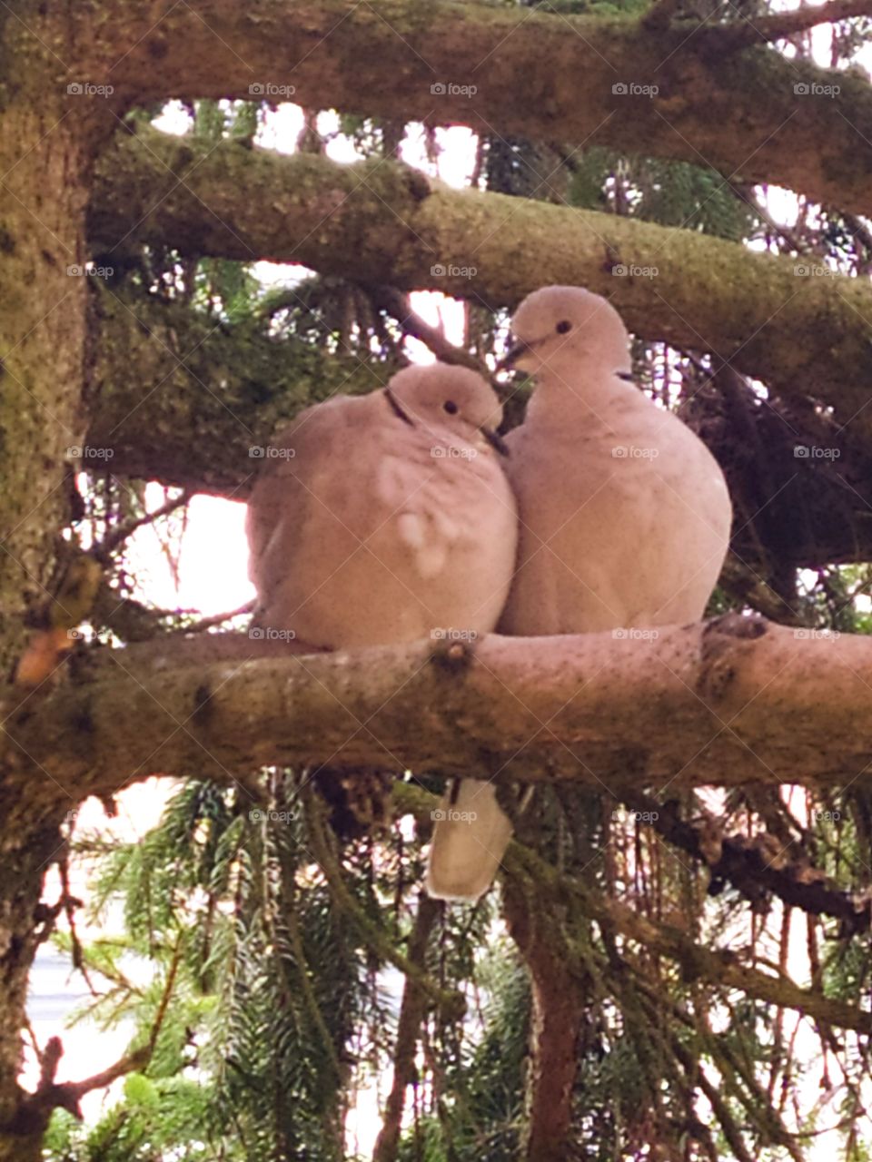 Spring.  The beginning of life in nature.  A pair of doves on a spruce branch