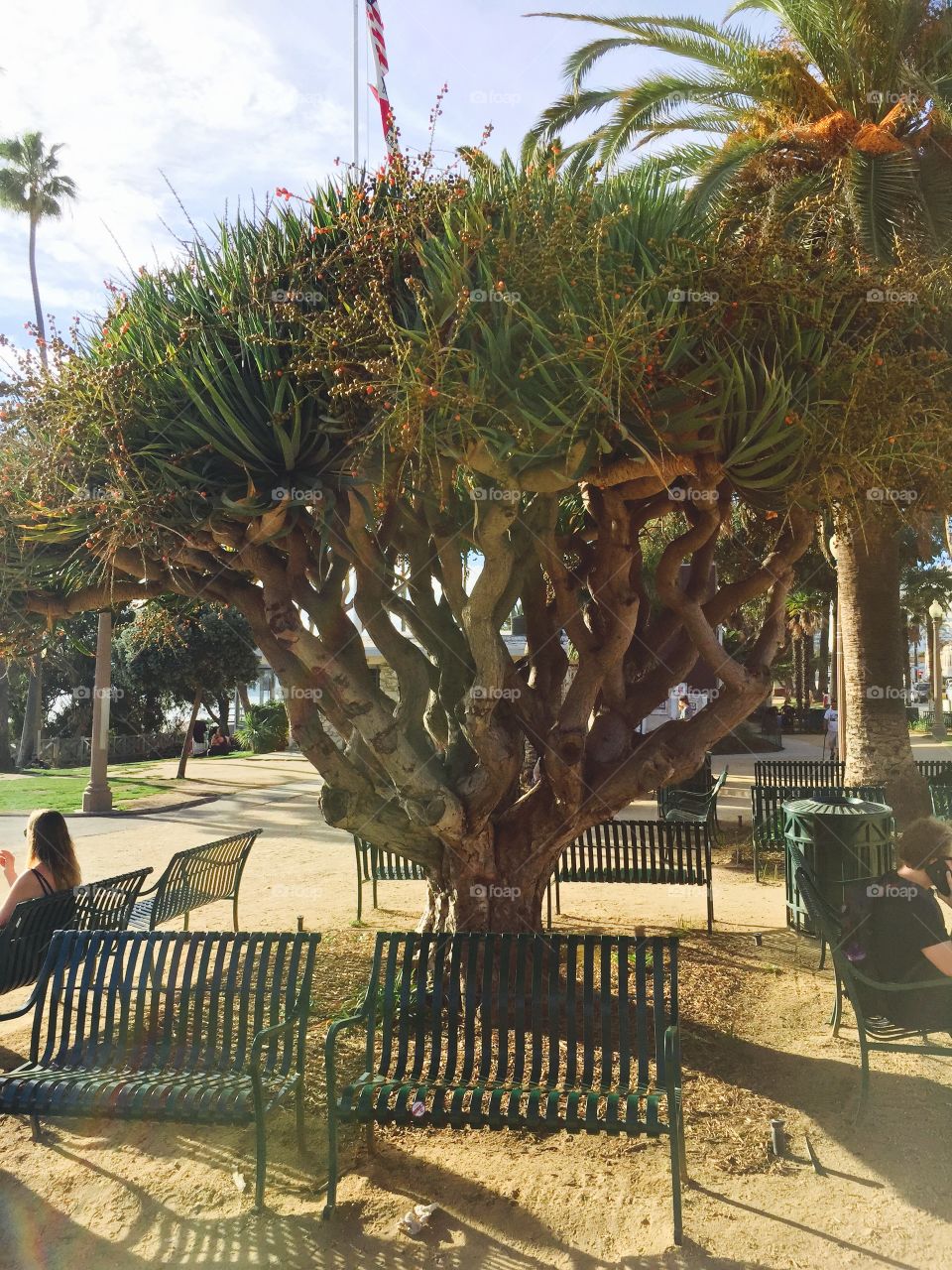 Crazy, colorful tree.