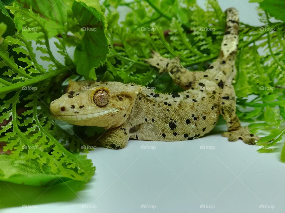 Super dalmatian crested gecko with greenery