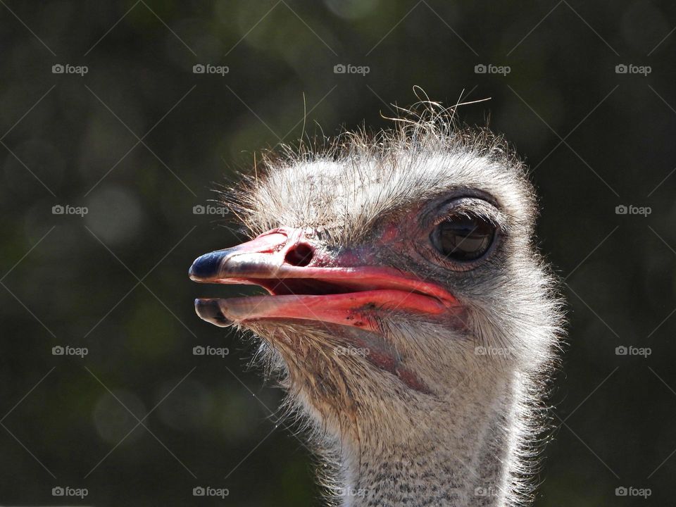 Birds & Bees - Nature in Motion - Closeup of an Ostrich - Birds in action by analyzing their movements, vocalization, and even behavior. Birds steer mainly with their tails, and some use their wings for precise maneuvers.
