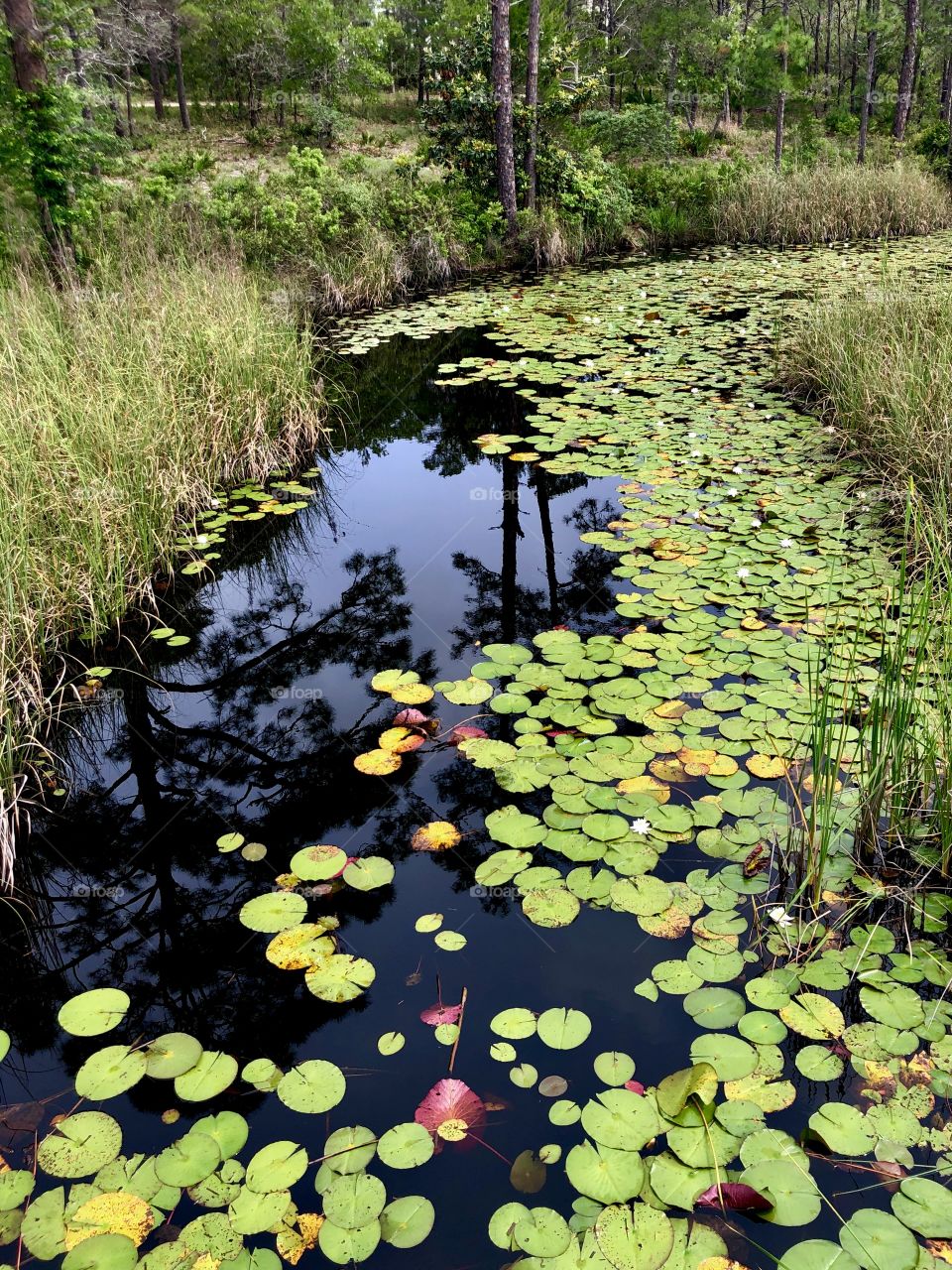 Marshland canal with lily pads and pine tree reflections 