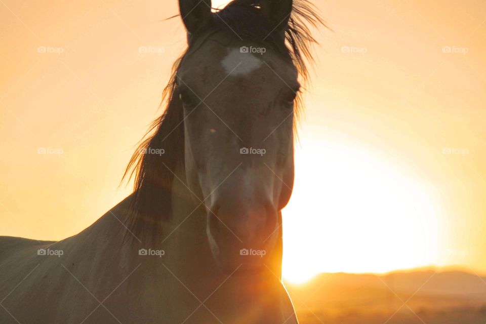 Portrait of horse during sunset