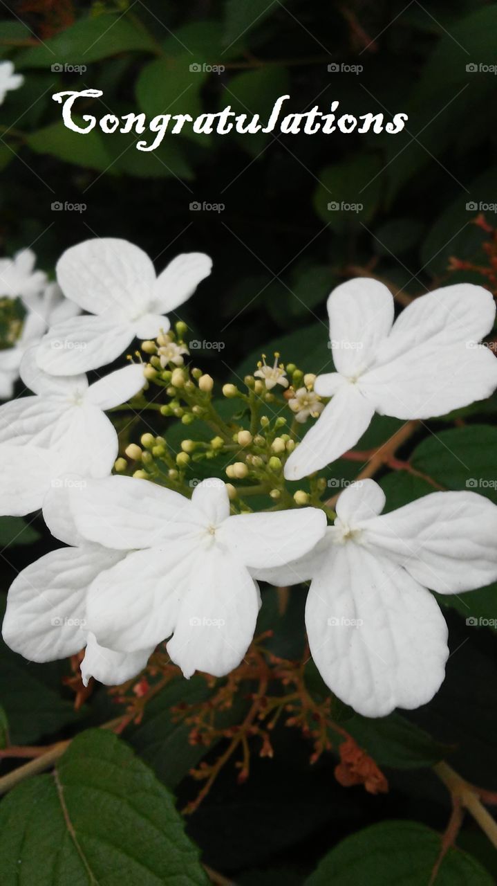 Nature, No Person, Leaf, Outdoors, Flower