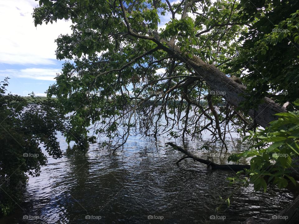 Tree in the river 