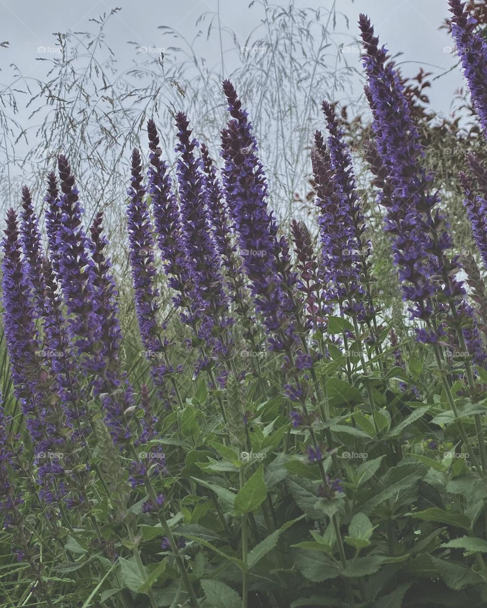 Purple blooming beautiful woodland sage or Salvia nemorosa plants on a cloudy day. 