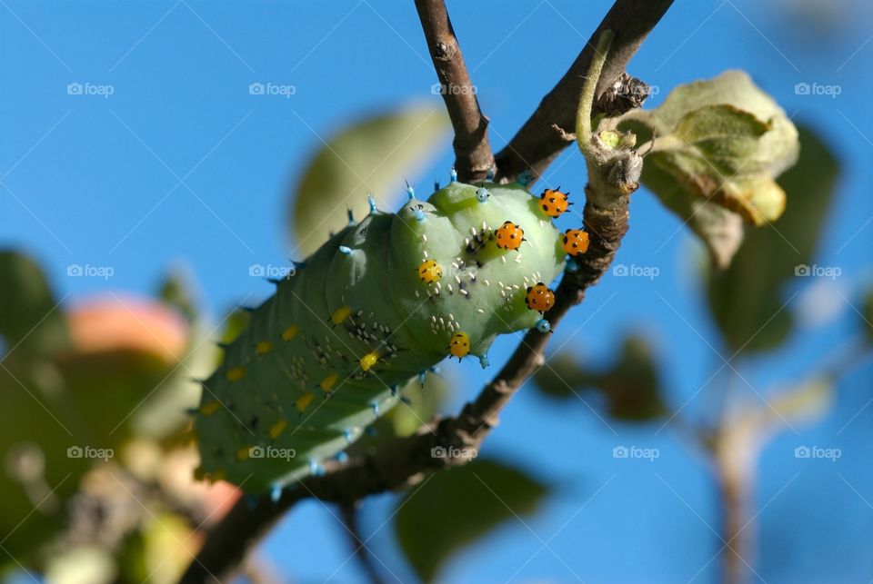 Caterpillar in a tree