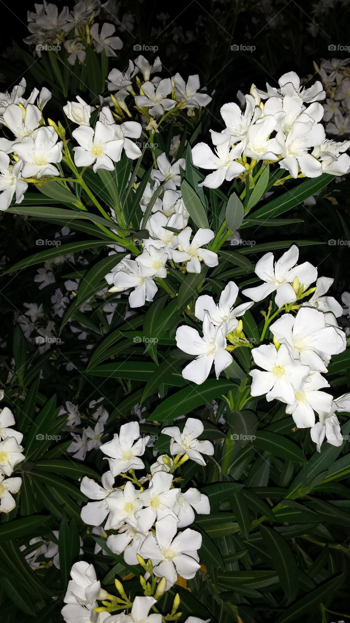 white oleander