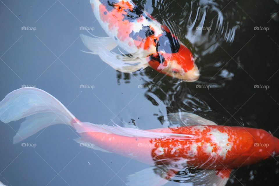 Koi fish in water