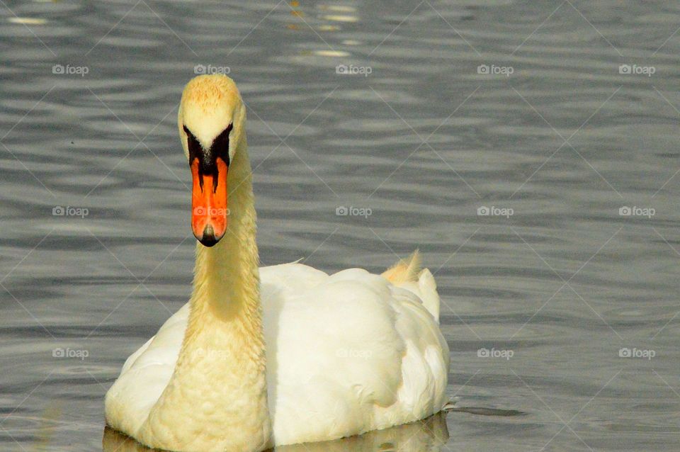 Swan