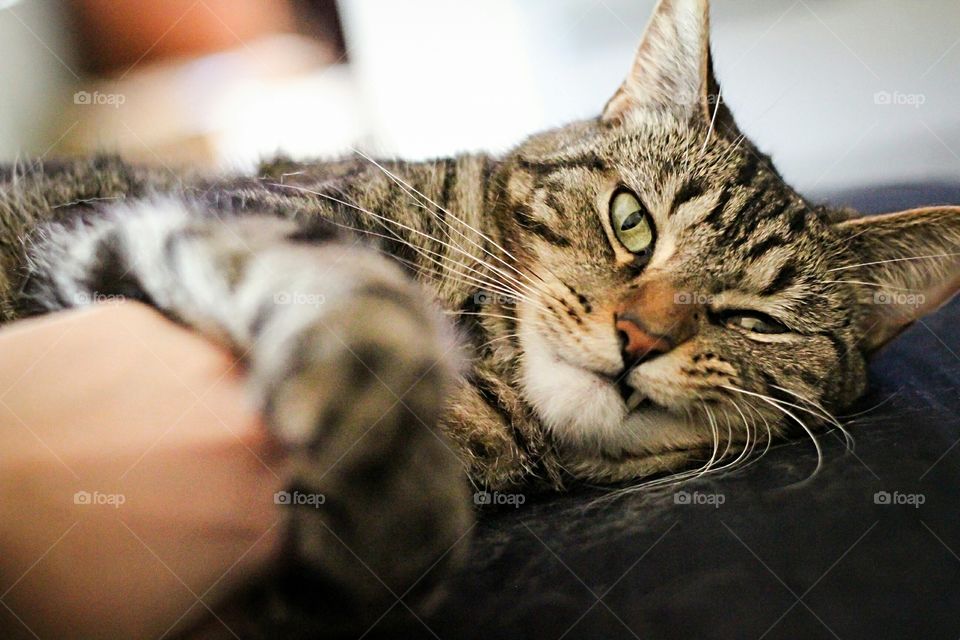 Close-up of tabby cat