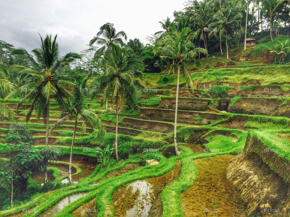 Rice terraces in Bali 