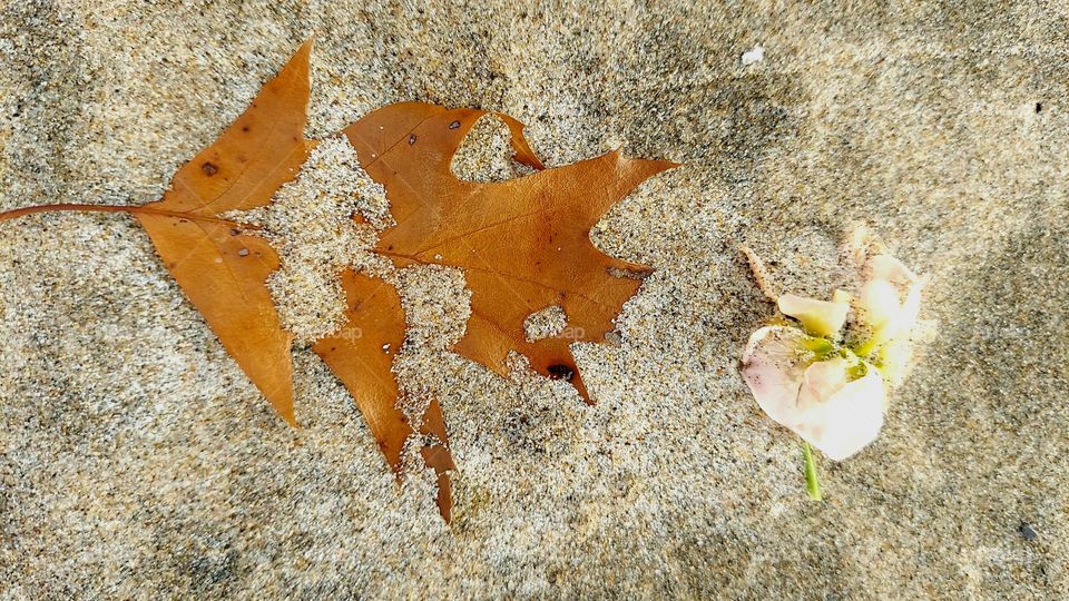 Oak in Sand