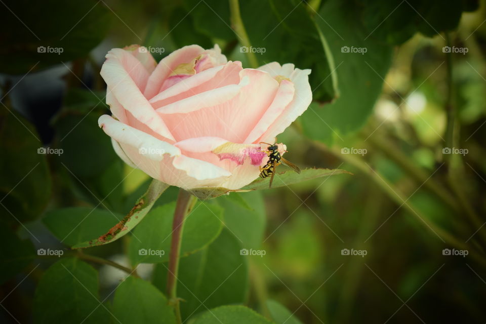 Avispa en la rosa