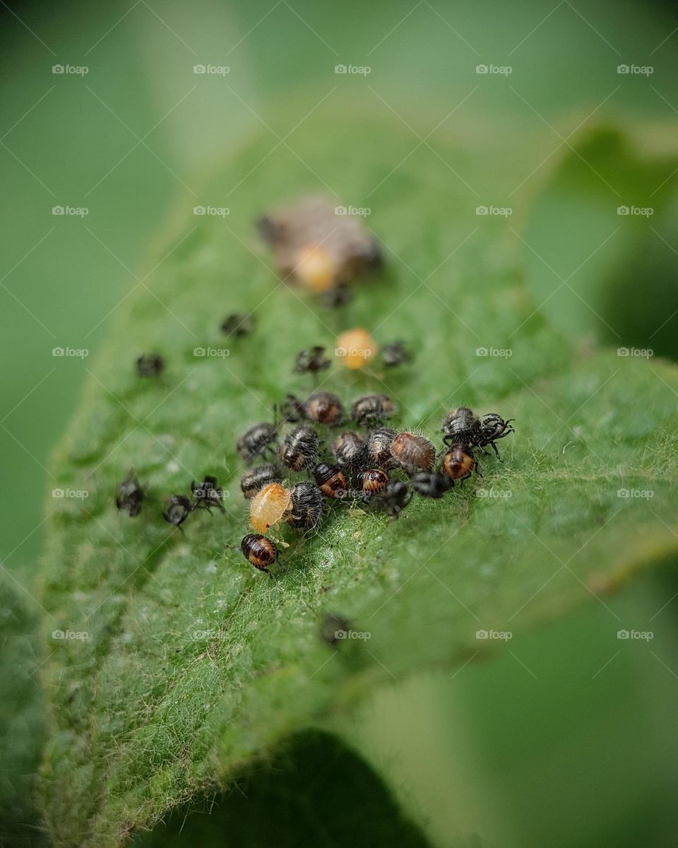 Stink bug nymph nest