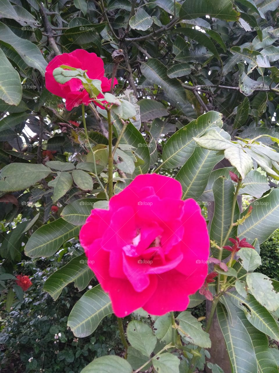 flower rose