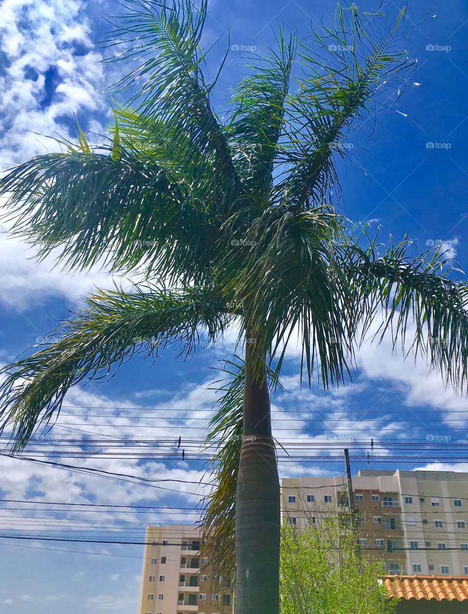 O céu está muito bonito em minha região, mostrando que a Primavera “clareou” o horizonte.  
Porém, o que está ventando... São Pedro deixou o ventilador em alta rotação?