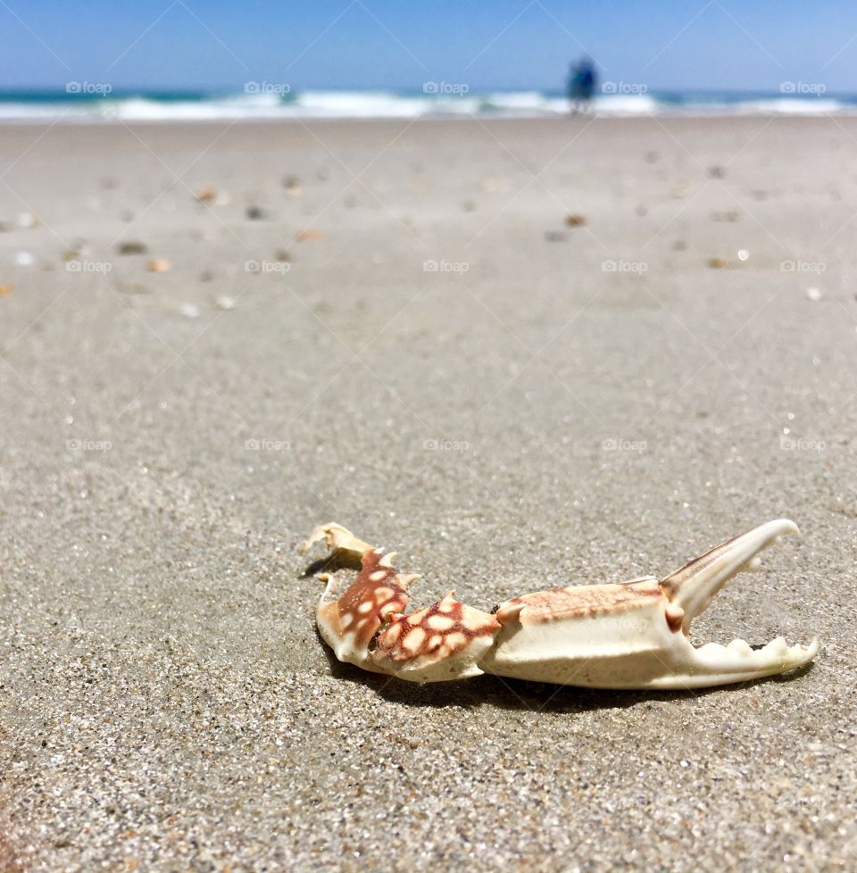 Crabby day at the beach
