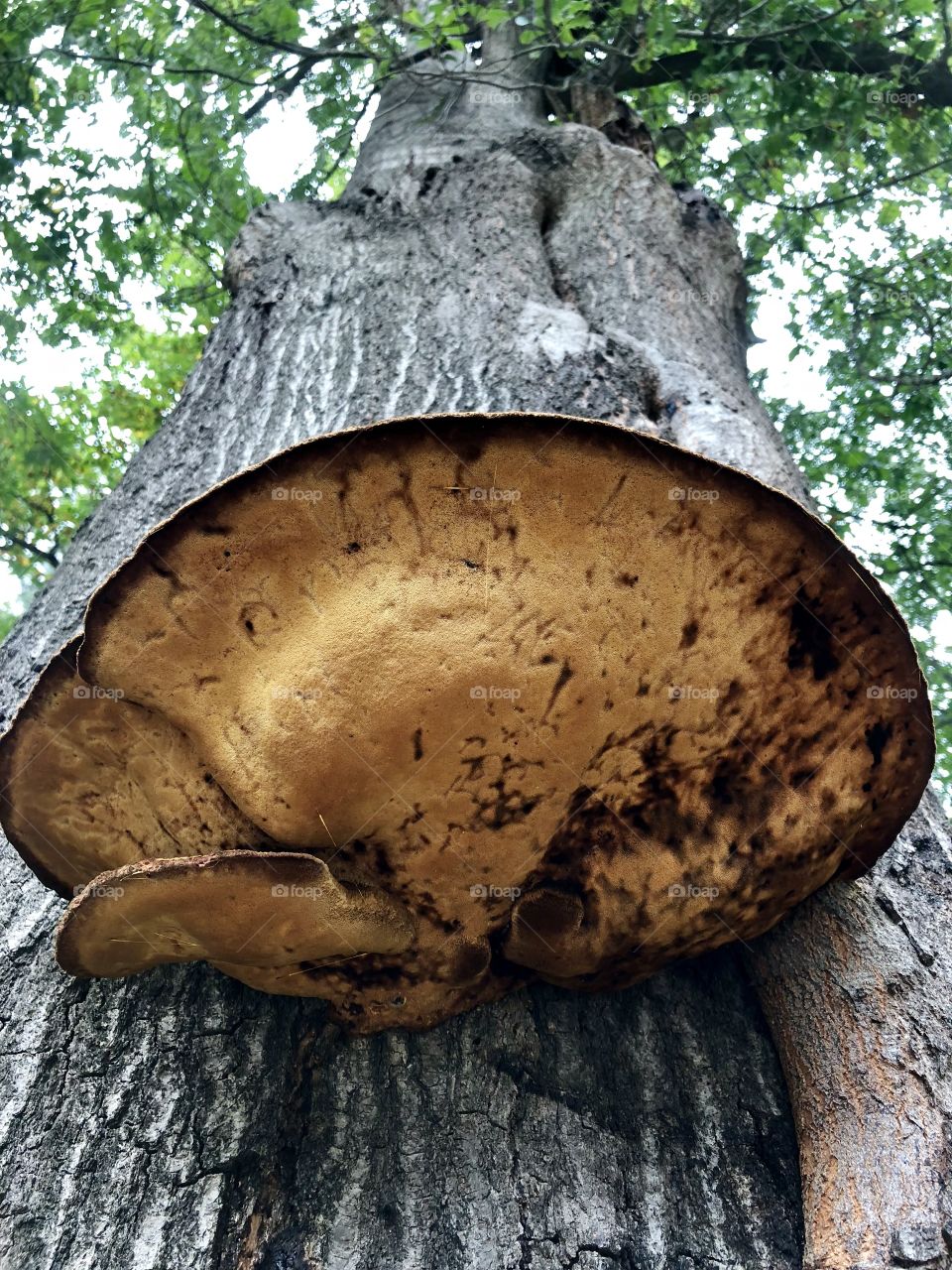 This huge oyster mushroom was growing about ten feet up the trunk of a tree. It was larger than a Thanksgiving dinner turkey platter.