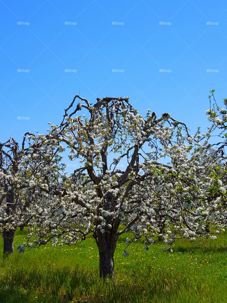 apple tree in bloom