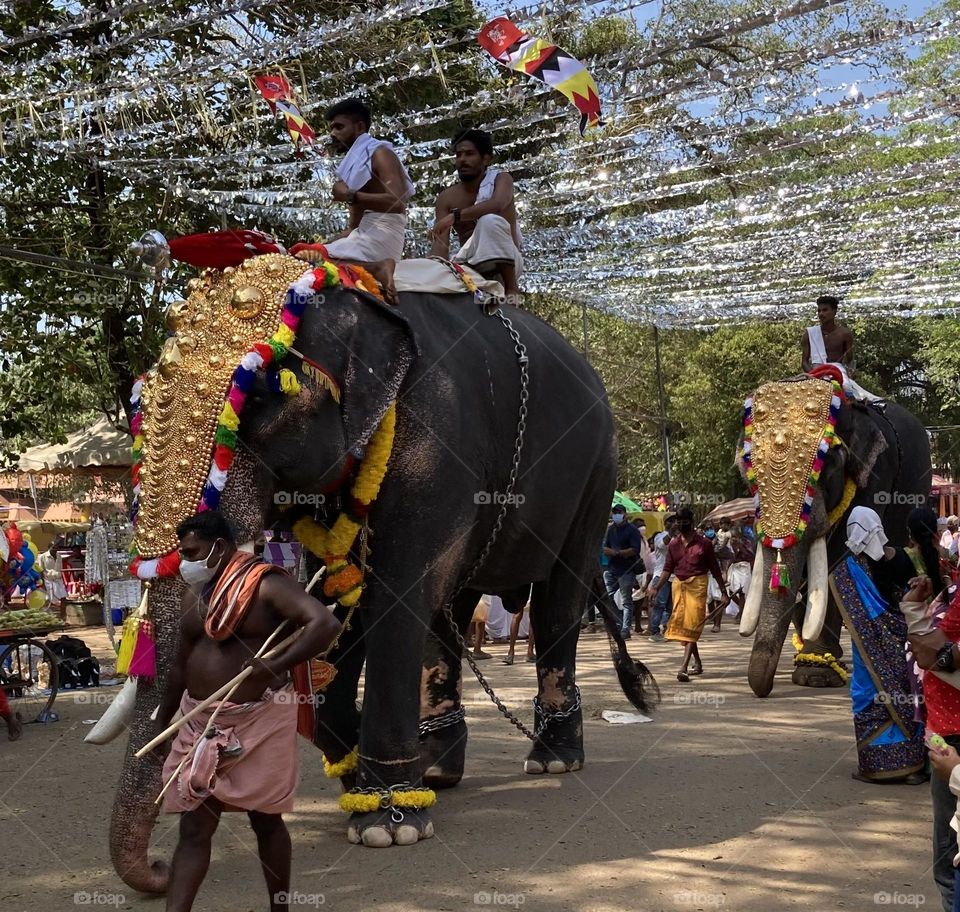 Elephants at traditional festivals 