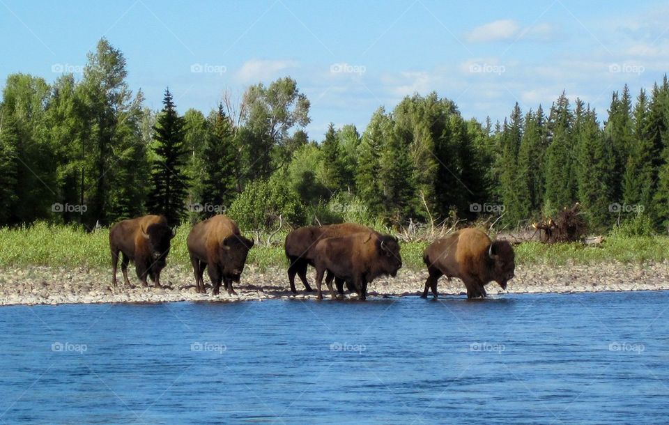 Bison crossing river