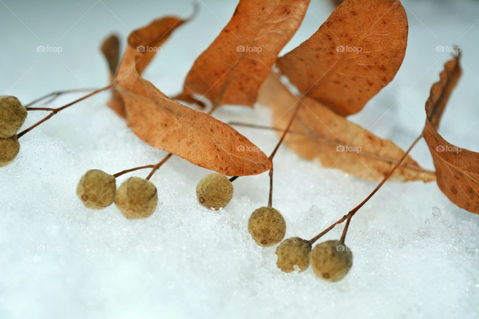 Close-up of fruits with leaves on snow