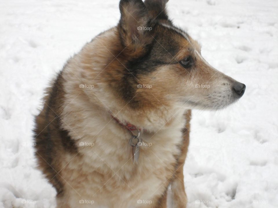 Dog in Snow