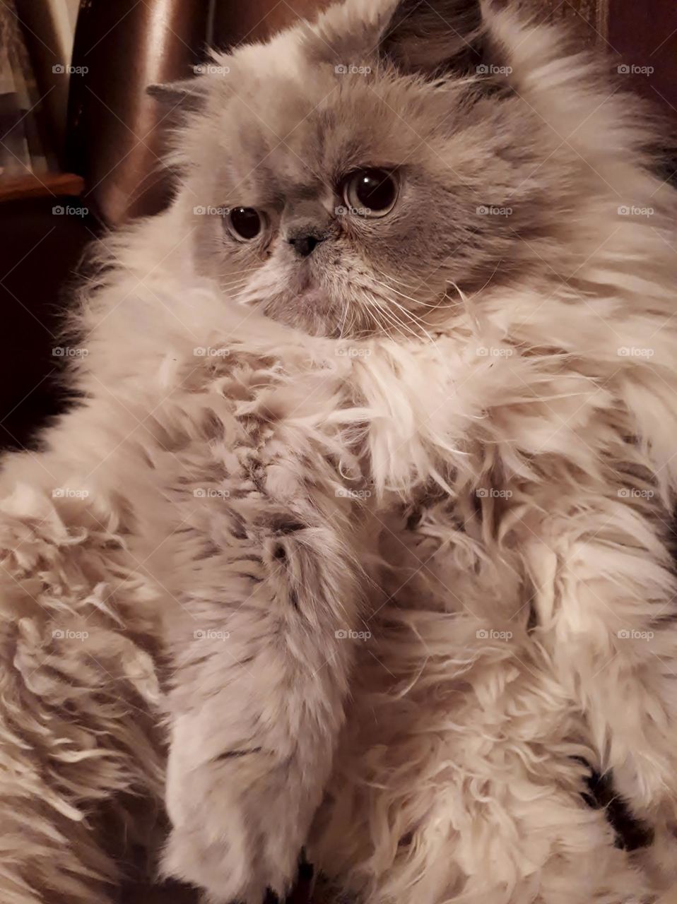 Persian cat